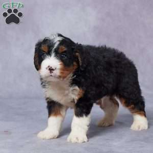 Leo, Mini Bernedoodle Puppy